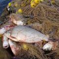 Entre Ríos fija nuevos límites para la pesca comercial en el río Uruguay