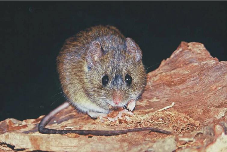 Hantavirus: la OMS advirtió que podrían aparecer nuevos casos tras el brote en el crucero MV Hondius