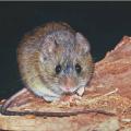 Hantavirus: la OMS advirtió que podrían aparecer nuevos casos tras el brote en el crucero MV Hondius