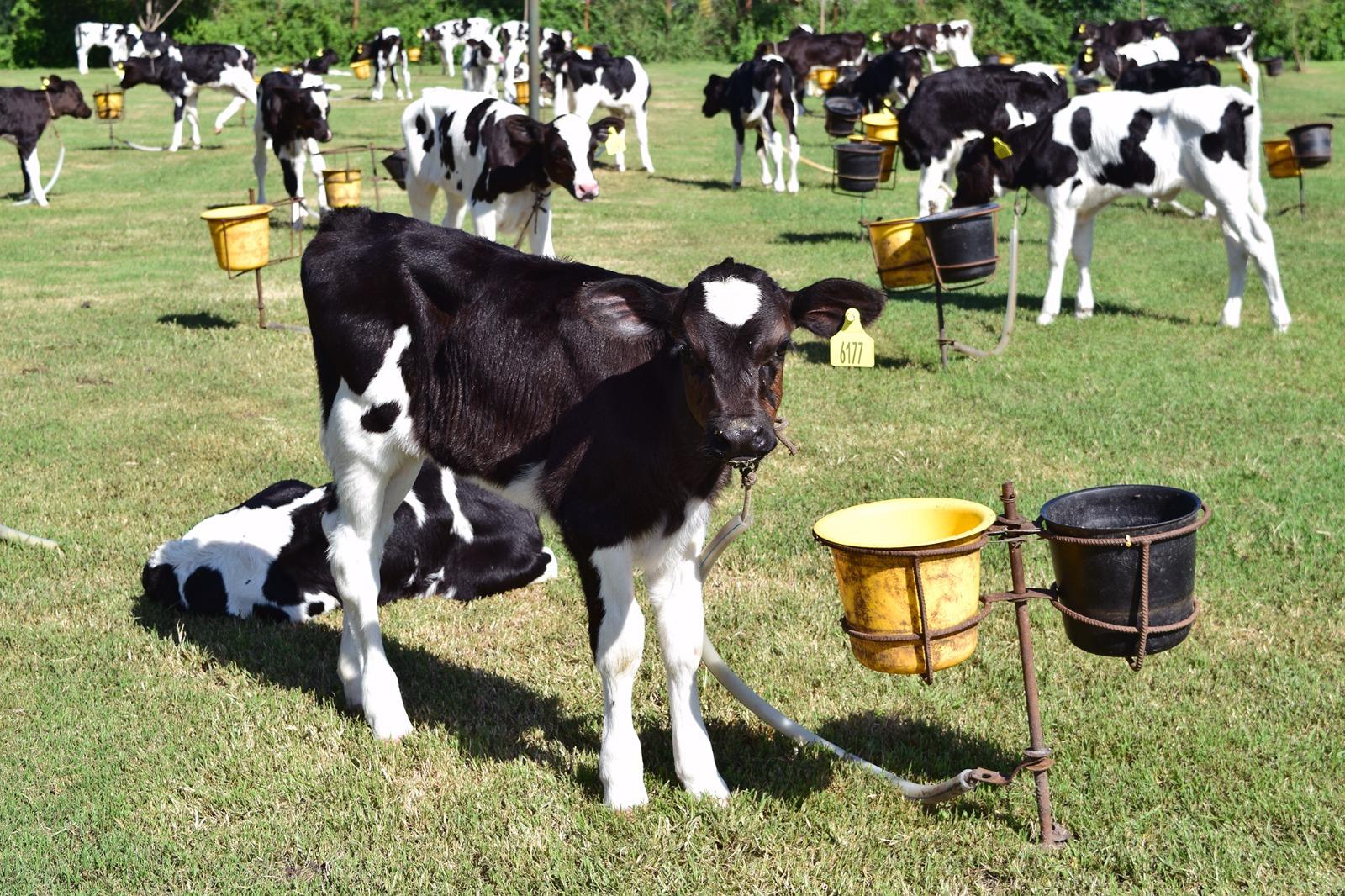 Productores entrerrianos acceden a préstamos que se pagan con materia prima