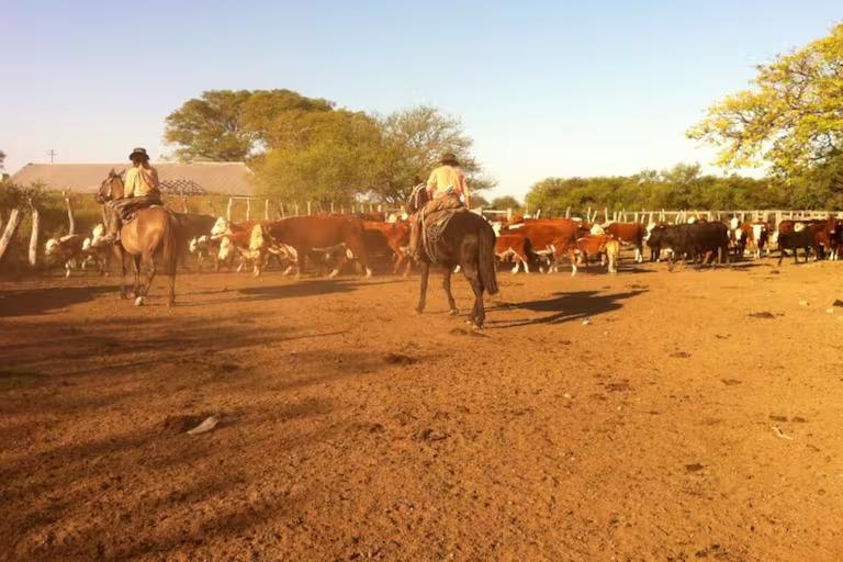 Un fallo histórico obliga a un productor a pagar más de 3 millones de dólares por ganado desaparecido en Corrientes