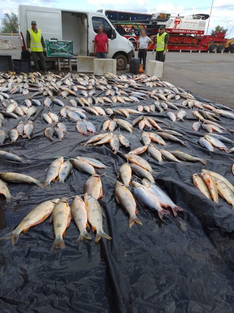 Decomisaron un cargamento ilegal de casi 200 pescados en la Ruta 12