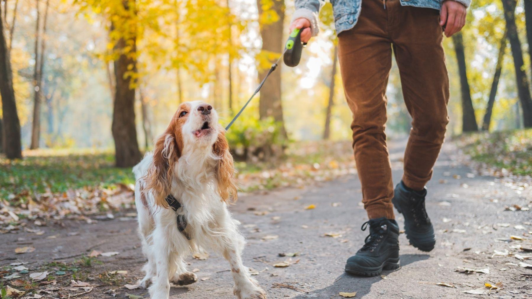 Por qué es importante pasear a los perros incluso en invierno