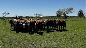 Federación Agraria exige el fin de la "puerta giratoria" ante la ola de abigeato