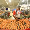 Entre Ríos exportará huevos a la Unión Europea con arancel cero