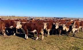 El rodeo entrerriano se mantiene estable con 4,3 millones de cabezas