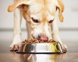 Crece la tendencia de la “alimentación mixta” en perros y gatos