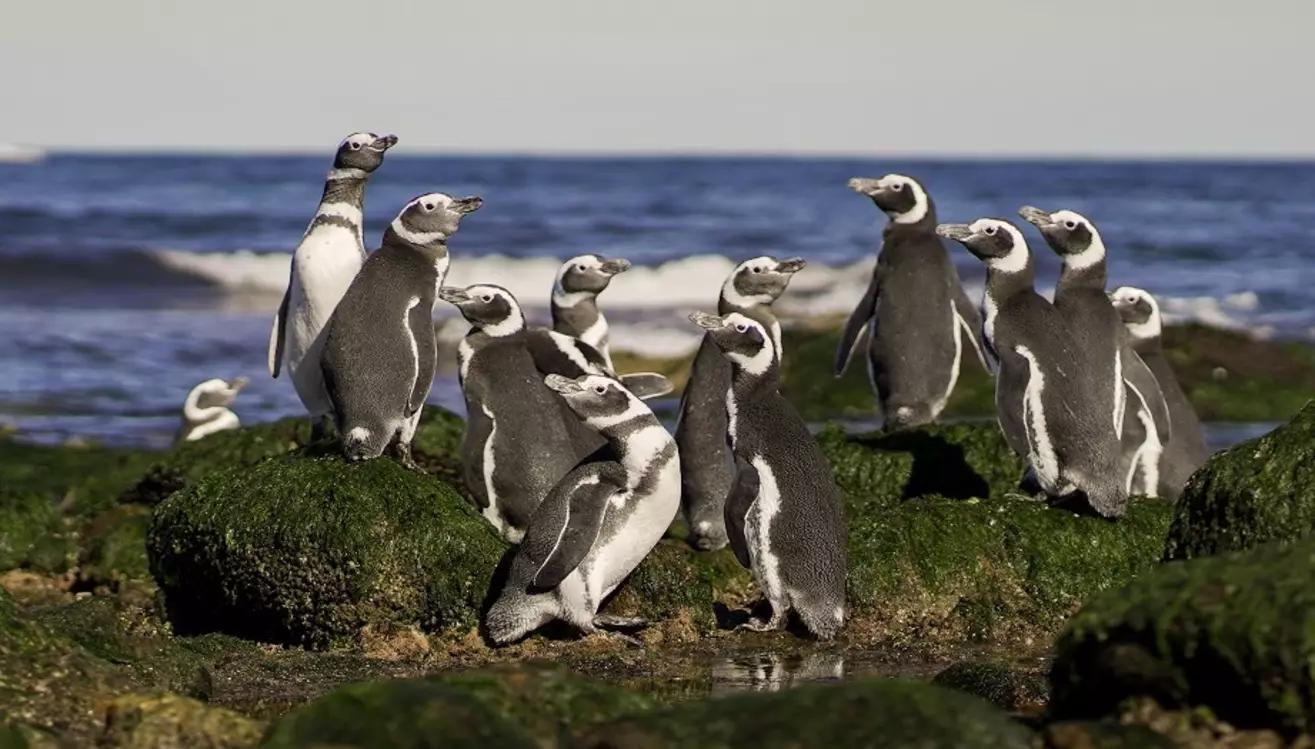 Una buena noticia: crece la población de pingüinos de Magallanes en la costa patagónica