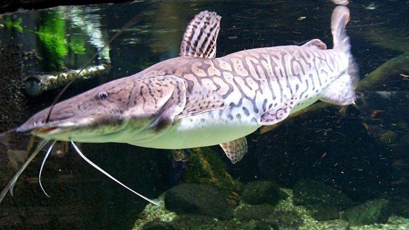Impusieron una veda extraordinaria para proteger un masivo cardumen de surubíes en el río Paraná