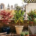 Seis árboles frutales que pueden cultivarse en maceta y ayudan a transformar balcones y terrazas