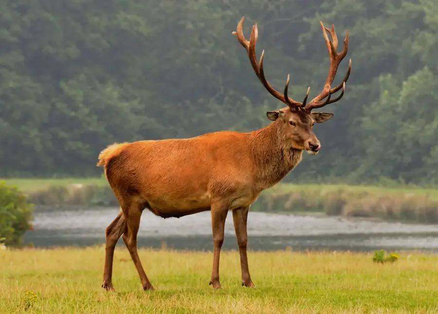 Allanaron un coto de caza en Gualeguaychú por una investigación por fauna silvestre