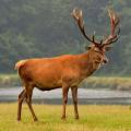 Allanaron un coto de caza en Gualeguaychú por una investigación por fauna silvestre