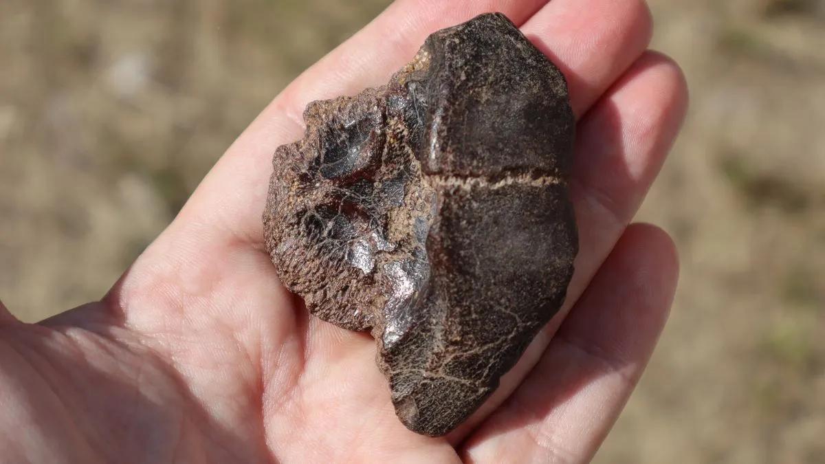 Mulitas gigantes, tortugas colosales y ñandúes inesperados: los fósiles del Litoral que ayudan a descifrar el clima del futuro
