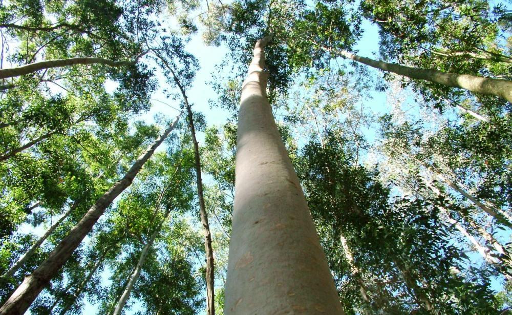Buscan medir el potencial exportador forestal entrerriano