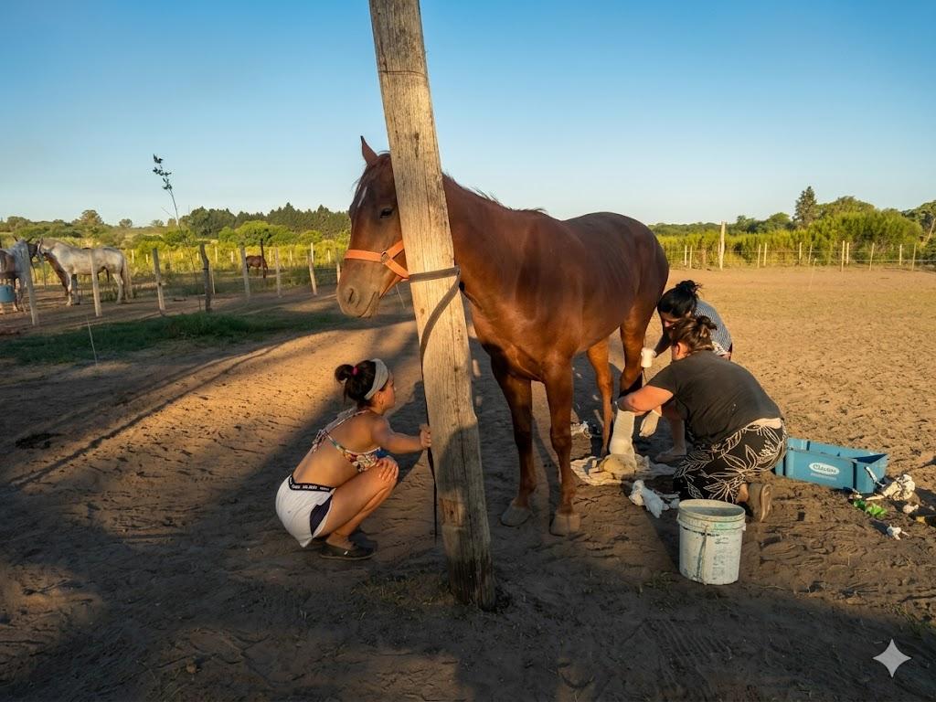 Feria solidaria: No Más TAS invita a colaborar con el rescate y protección de caballos en Paraná