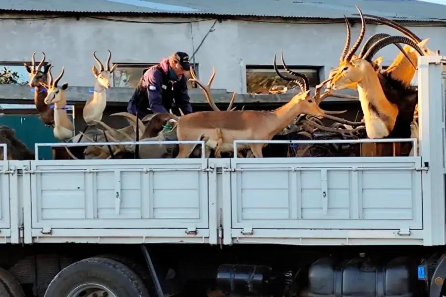 Millonario allanamiento en un coto de caza de Gualeguaychú: secuestraron armas y trofeos valuados en más de $1.300 millones