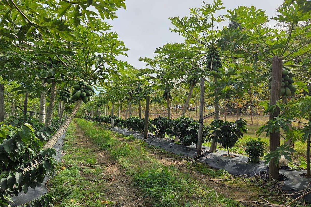 El plan correntino para producir café de especialidad a la vera del Paraná