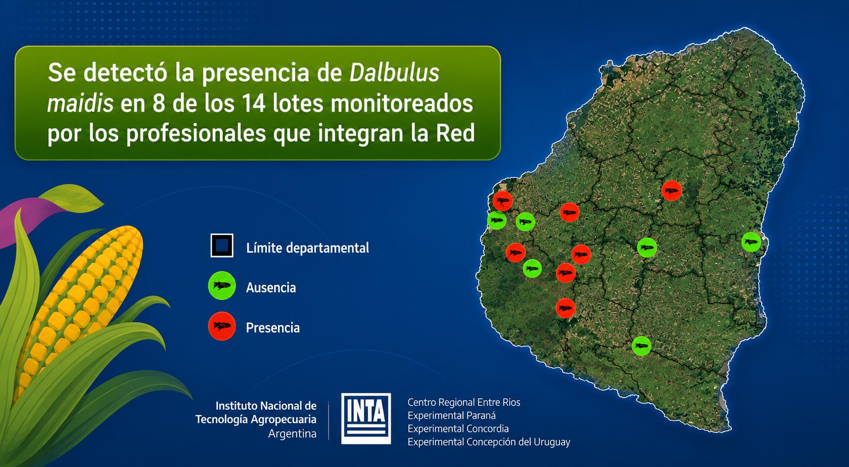 Aun en época de heladas, detectan “chicharrita” en cultivos entrerrianos