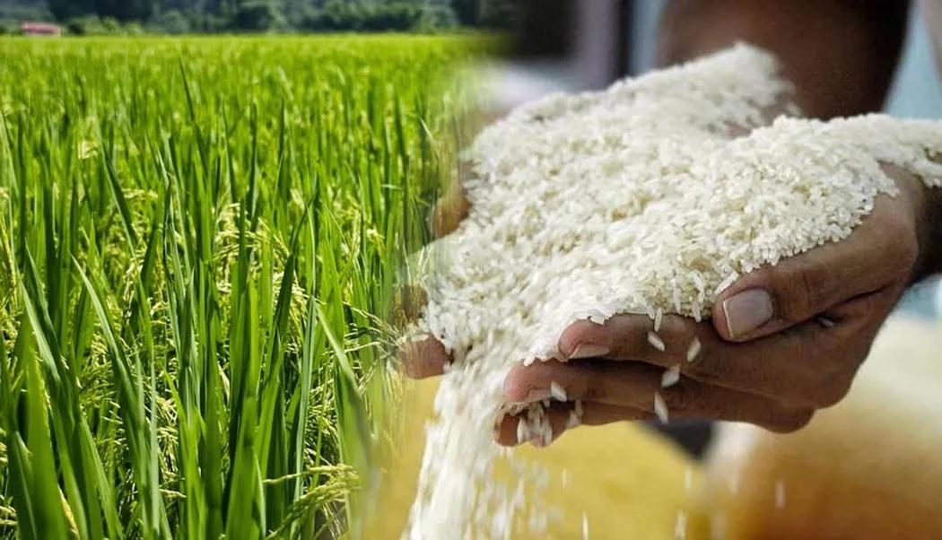 El arroz entrerriano: el sector se apoya en su resiliencia para superar la pérdida de mas de 500 productores