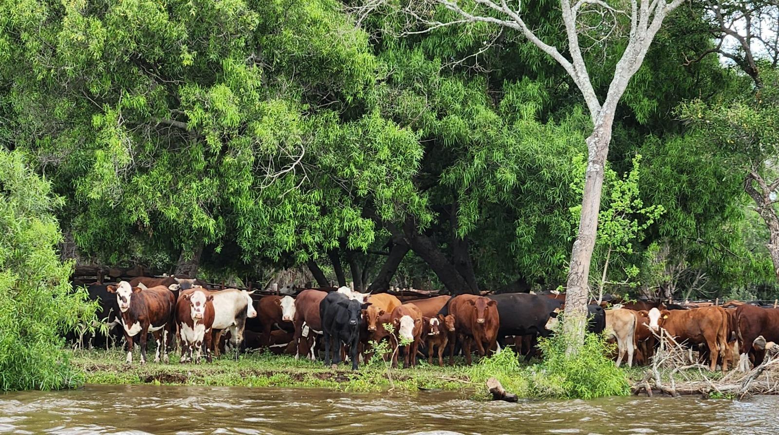 Productores ganaderos buscan campos para trasladar casi medio millón de animales ante la llegada de El Niño