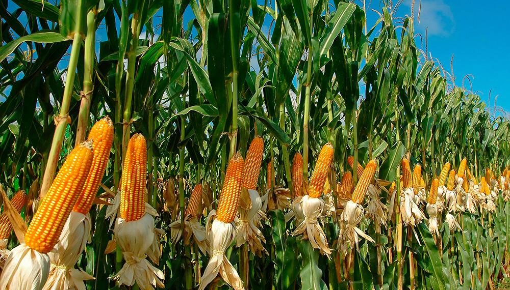 La provincia lanza un seguro multirriesgo inédito para proteger la producción de maíz