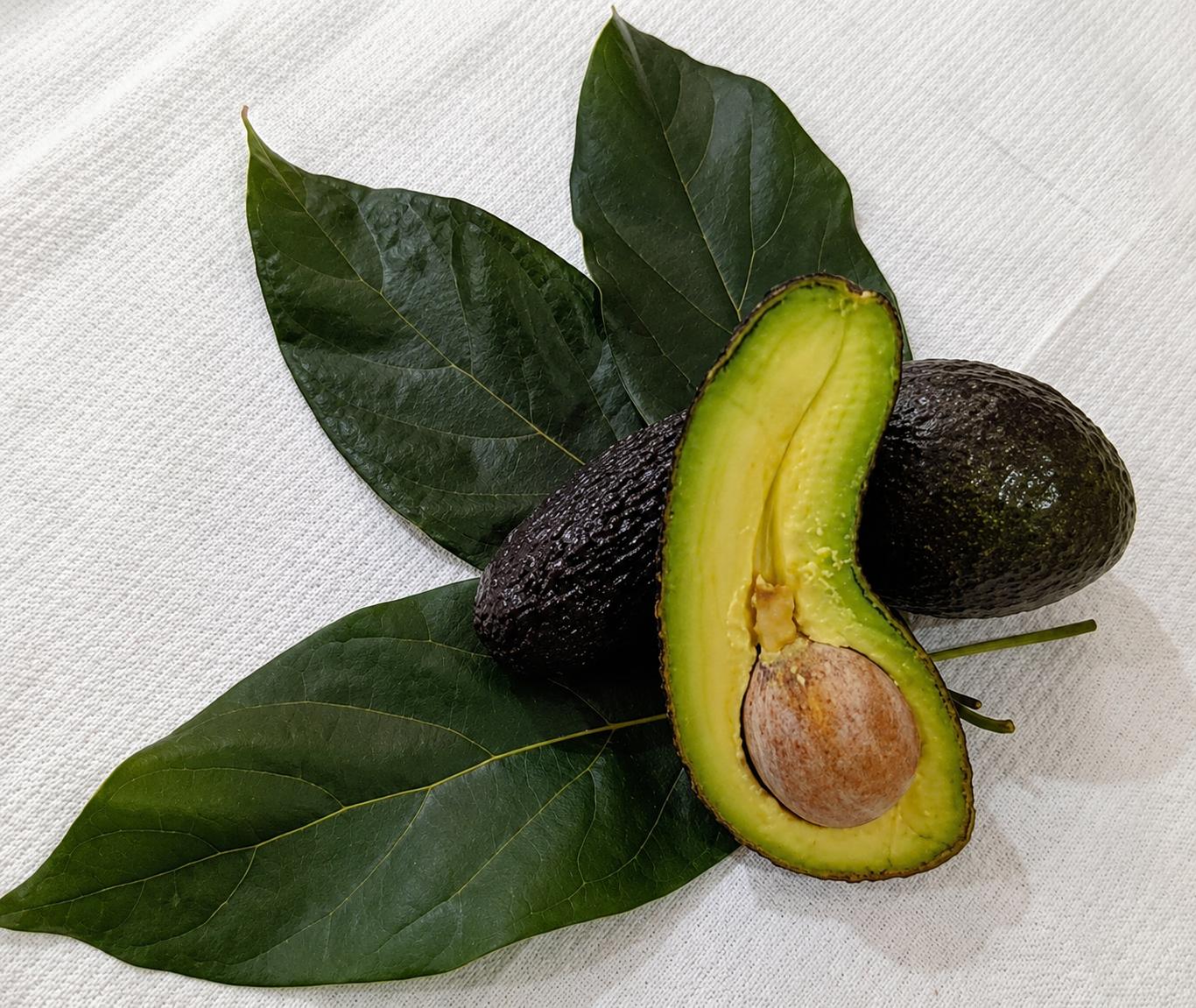 Carumbé: la nueva variedad de palta jujeña que revoluciona el mercado