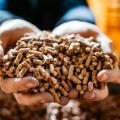 Mendoza transforma los restos de poda en energía limpia y biofertilizantes