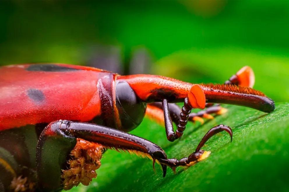 Amplían a Entre Ríos la emergencia por la presencia del picudo rojo de las palmeras
