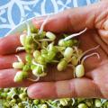 Alimentación viva: qué son los germinados y cómo hacerlos en casa