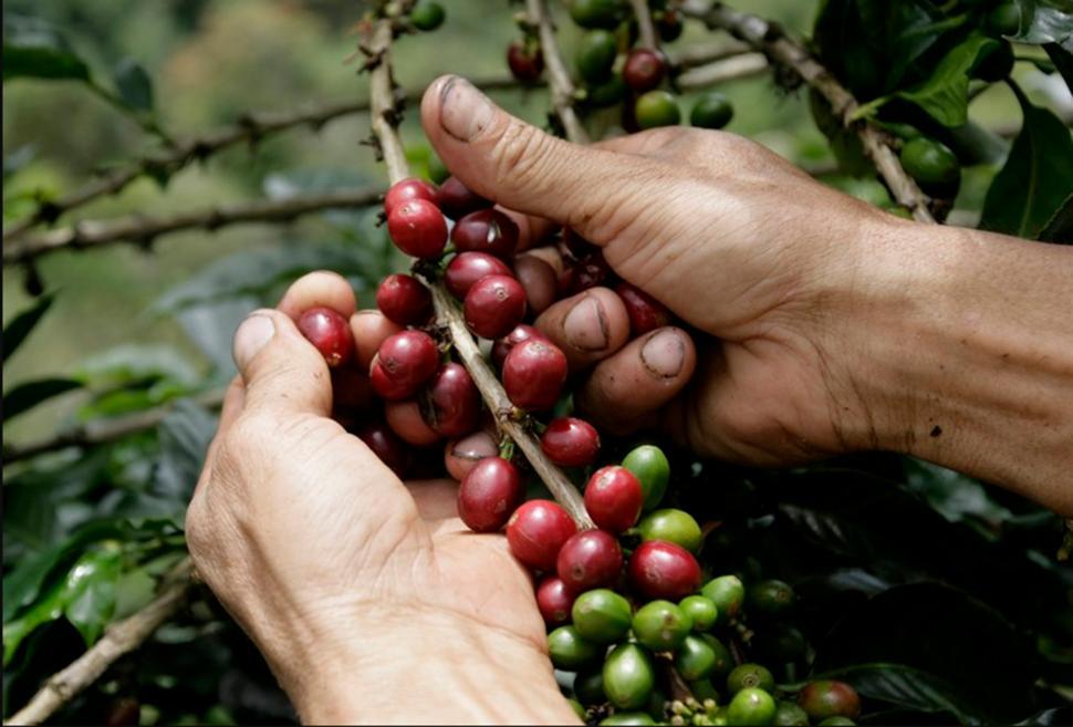 Desde Tucumán saldrá “un café con sello argentino a dar vueltas por el mundo”