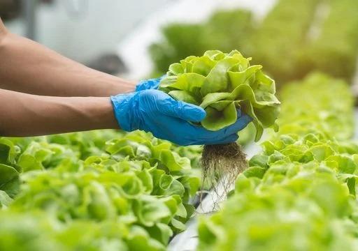 Hidroponía en Mendoza, cultivan sin tierra y ya ocupan 18.650 metros cuadrados
