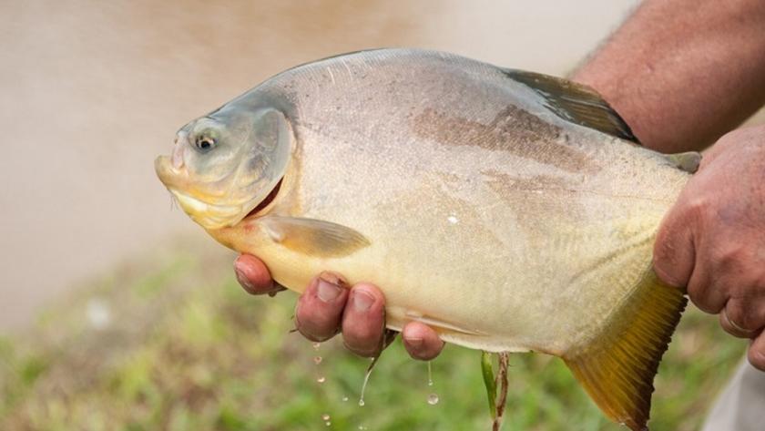 Buscan expandir la cría de pacú y proyectan hasta 320 kilos de pescado por estanque