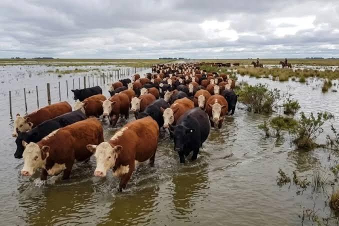 Crecidas del río ya obligaron a evacuar 147.500 cabezas de ganado en el Litoral